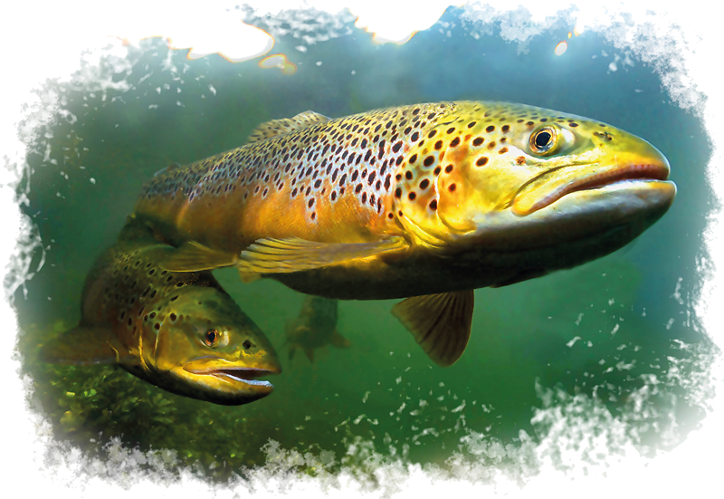 Fischzucht Rusch - Bachforellen, Regenbogenforellen