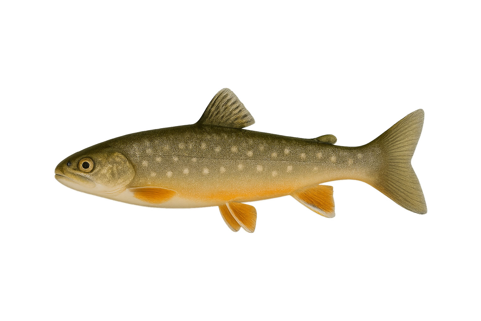 Fischzucht Rusch – Seesaibling Jährling Fischzucht Rusch - Seesaibling Jährling