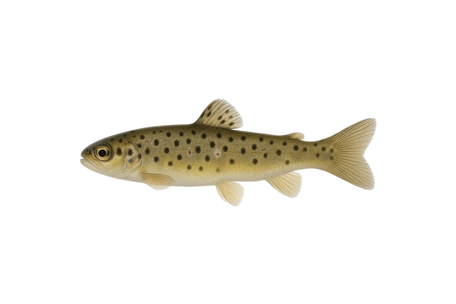 Fischzucht Rusch – Bachforelle Streckling Fischzucht Rusch - Bachforelle Streckling