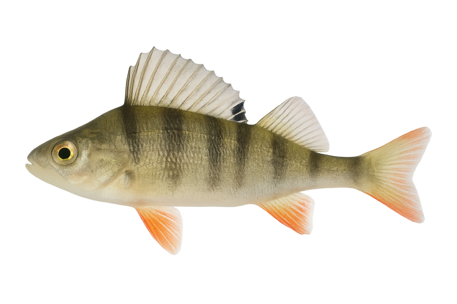 Fischzucht Rusch – Besatz Egli Fischzucht Rusch - Besatz Egli