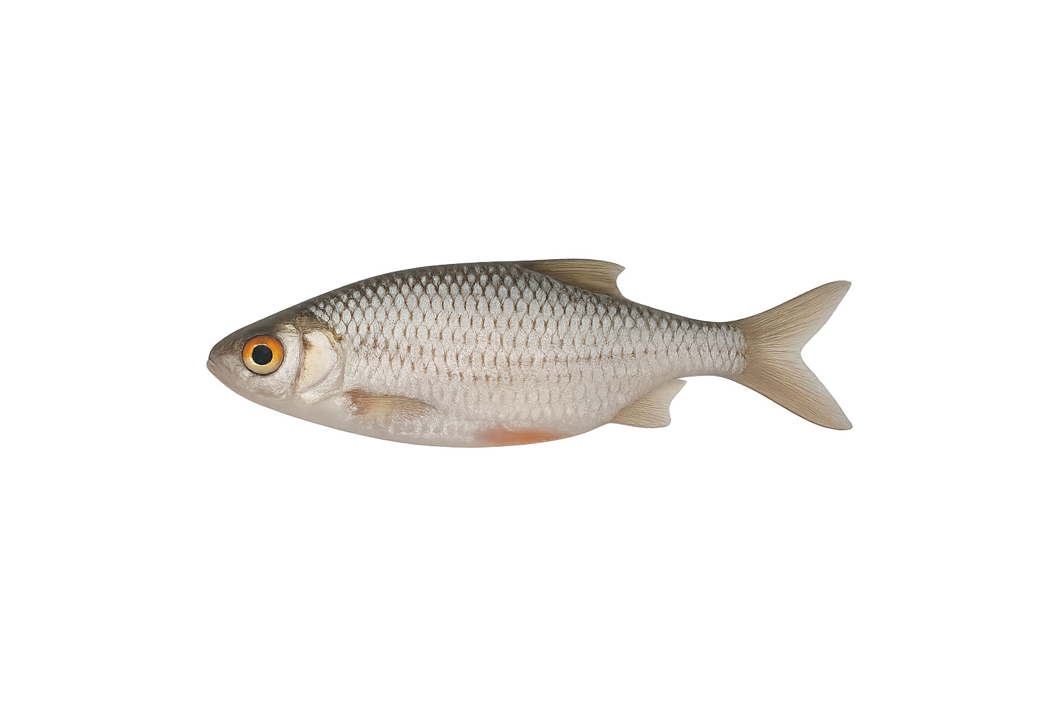 Fischzucht Rusch – Rotaugen Futterfische Fischzucht Rusch - Rotaugen Futterfische